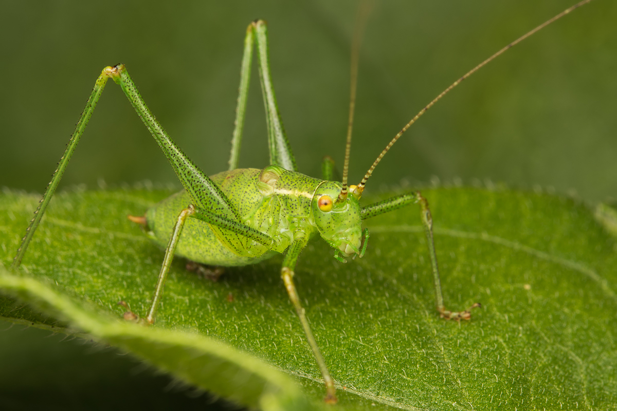 Speckled Bush Cricket 4